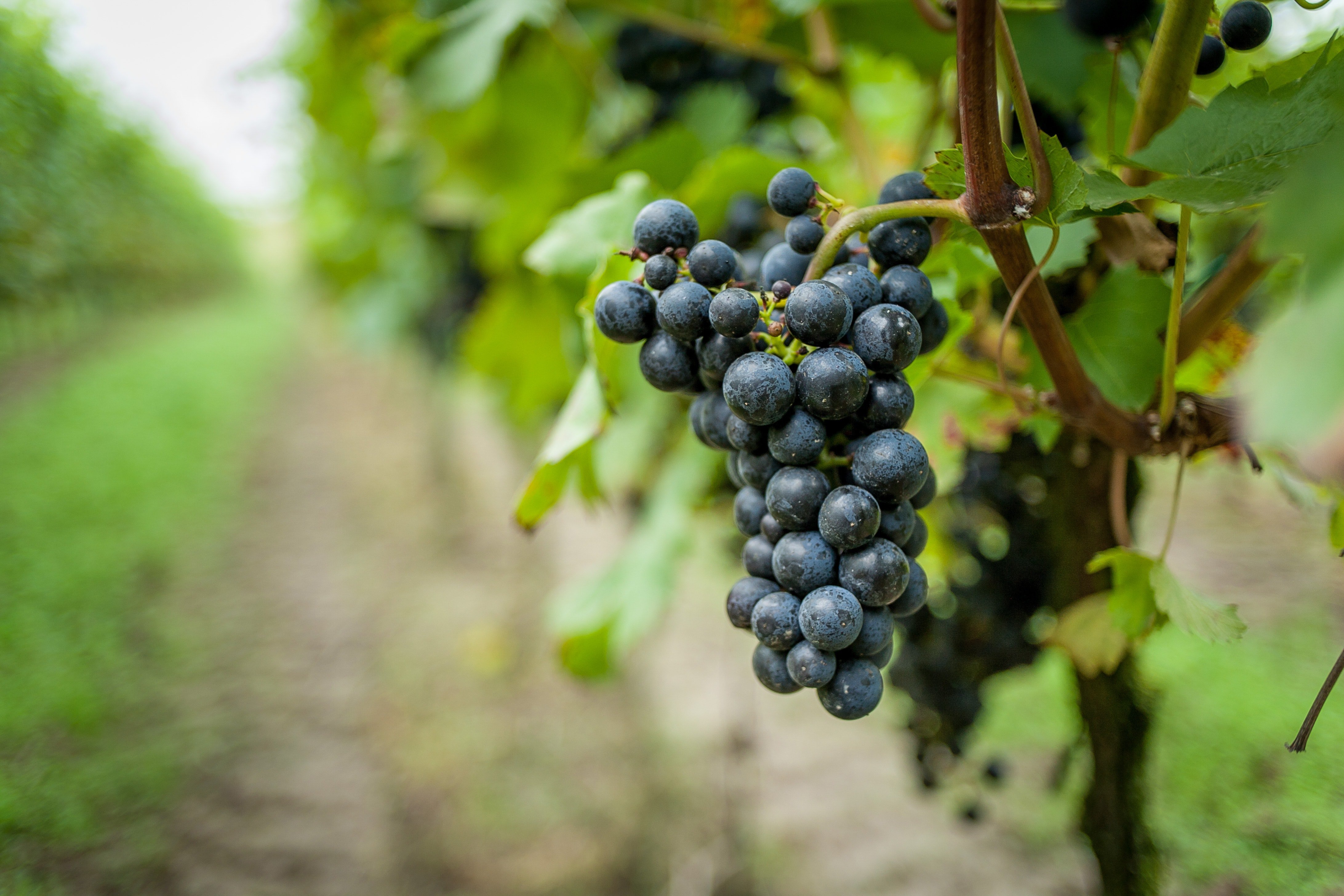 Delaney Vineyards Klingemann Design